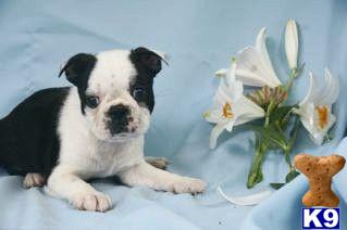 Boston Terrier Puppies for Sale